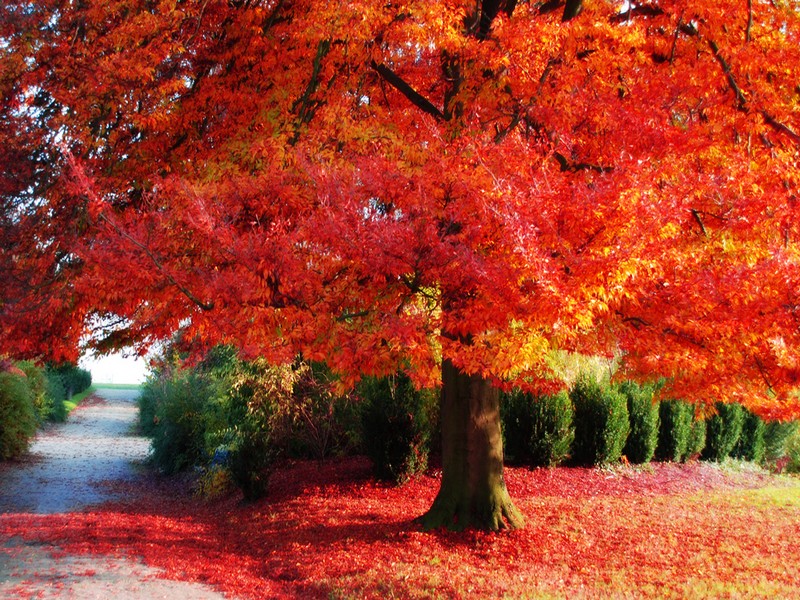 fall trees scene