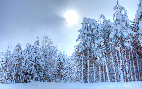 winter trees scene